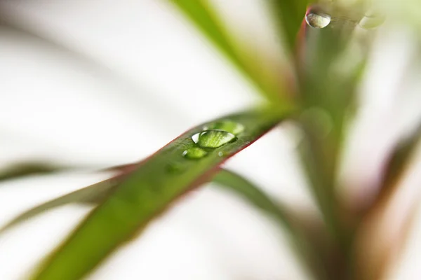 Blurred background with water drops. — Stock Photo, Image