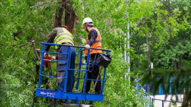 Çalışan adamlar, elektrikli testereyle dalları budarlar.