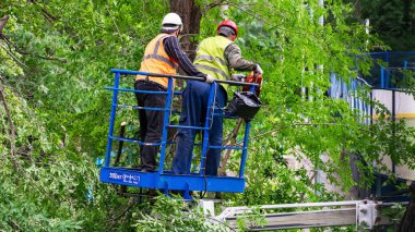 Çalışan adamlar, elektrikli testereyle dalları budarlar.