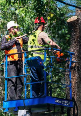 Çalışan adamlar, elektrikli testereyle dalları budarlar.