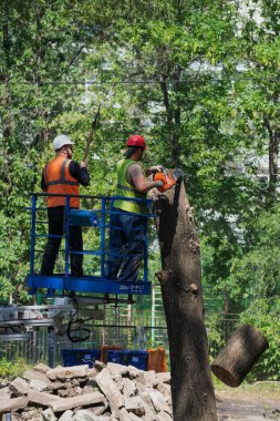 Çalışan adamlar, elektrikli testereyle dalları budarlar.