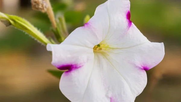 Flor Petunia Primer Plano Día Nublado Verano — Foto de Stock