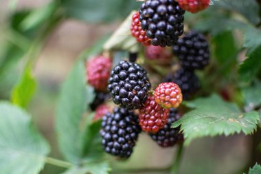 An unripe branch with blackberries in the garden.