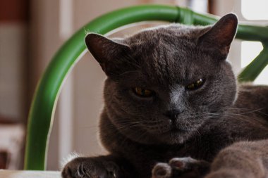 Gri safkan kedi kameraya yakından bakıyor.