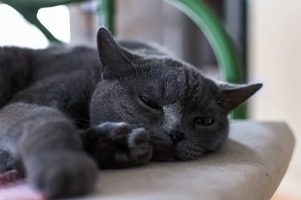 Graue Reinrassige Katze Aus Nächster Nähe Ruheplatz — Stockfoto