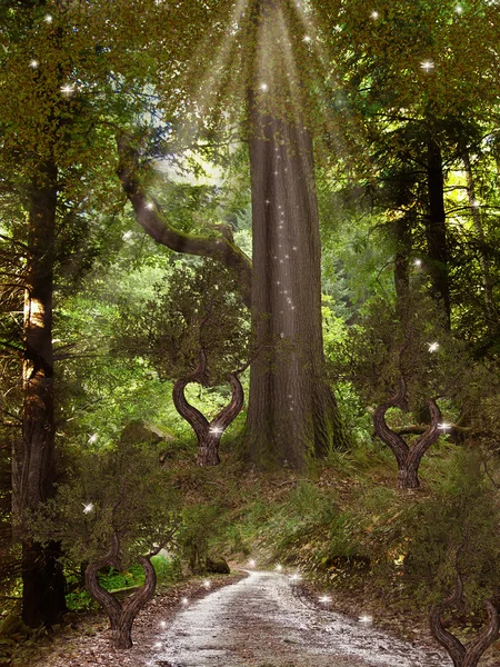 마법의 숲 — 스톡 사진
