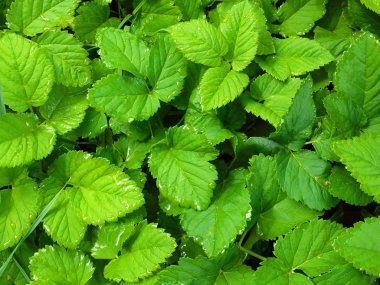 Yağmur damlaları ile taze bahar yeşil çimen