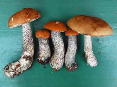 aurantiacum Avrupa ormandan gelen topluluğu