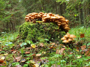 mantar orman kütük üzerinde büyüyor