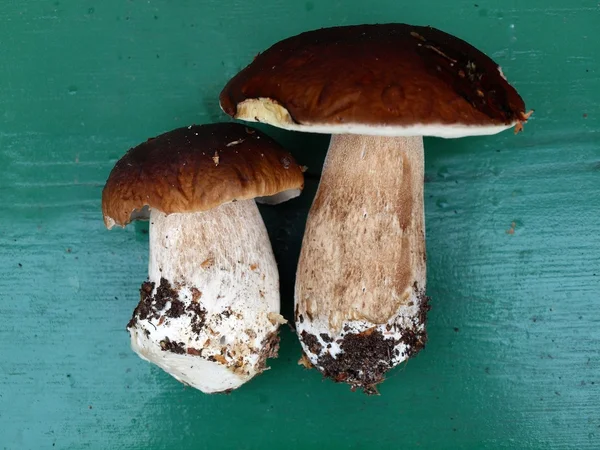 Boletus Edulis mushrooms over green background — Stock Photo, Image