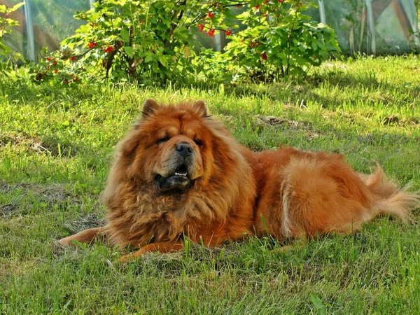 Brown chow chow dog Dina na grama verde — Fotografia de Stock