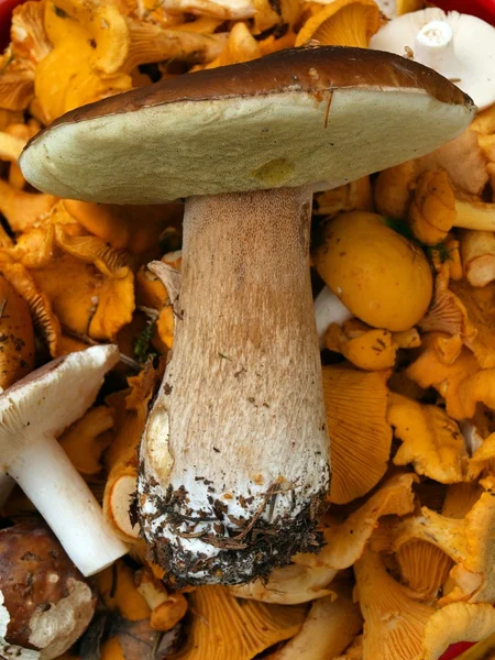 Cep in the mushrooms yellow chanterelle background — Stock Photo, Image