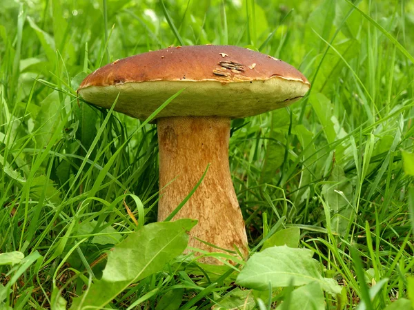 Cep from European forest in the grass background — Stock Photo, Image