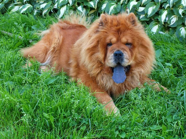 Brown chow chow dog Dina en la hierba verde — Foto de Stock