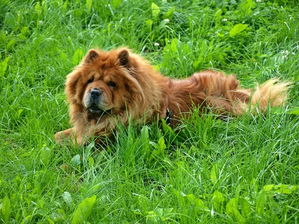 Chow chow brązowy pies dina w zielonej trawie — Zdjęcie stockowe