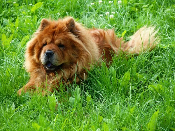 Brown chow chow chien Dina dans l'herbe verte — Photo