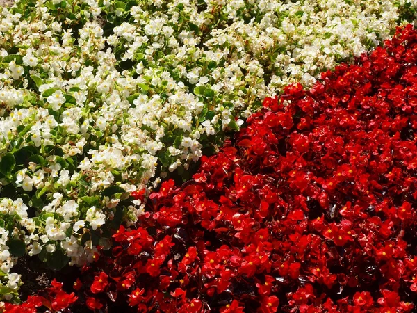 Duas cores flores fundo — Fotografia de Stock