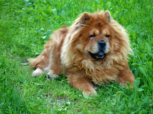 Brown chow chow dog Dina nell'erba verde — Foto Stock