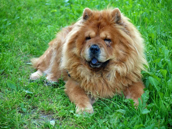 Brown chow chow dog Dina en la hierba verde — Foto de Stock