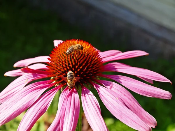 Bee arbetar i stor blomma blomma — Stockfoto