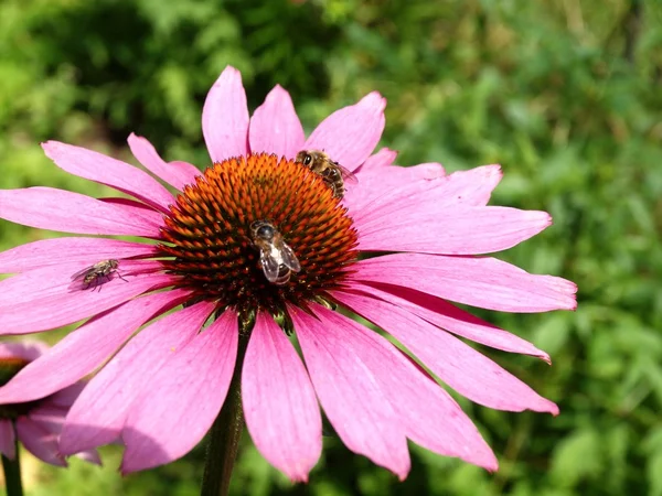 Abeille travaillant dans la grande fleur de fleur — Photo