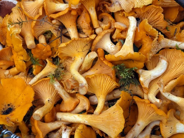 Chanterelles from european forests yellow background — Stock Photo, Image