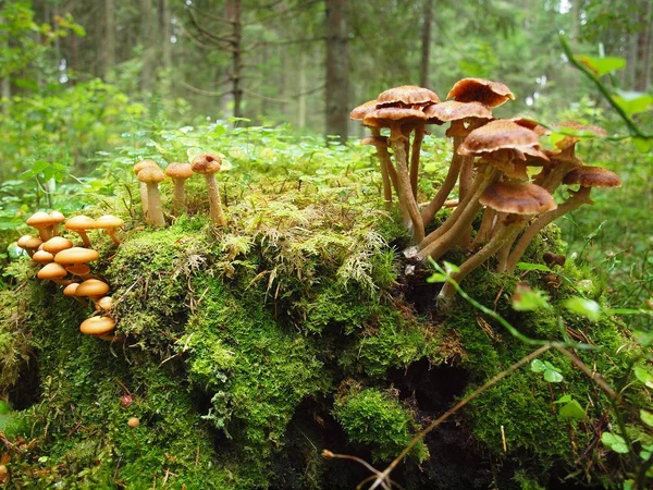 Svampar växer på en stubbe i skogen — Stockfoto