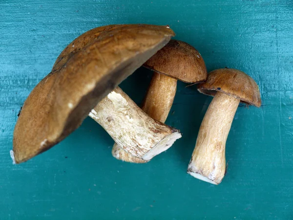 Three mushrooms from european forests over green background — Stock Photo, Image