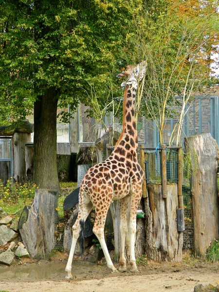 Giraff på riga zoologisk trädgård — Stockfoto