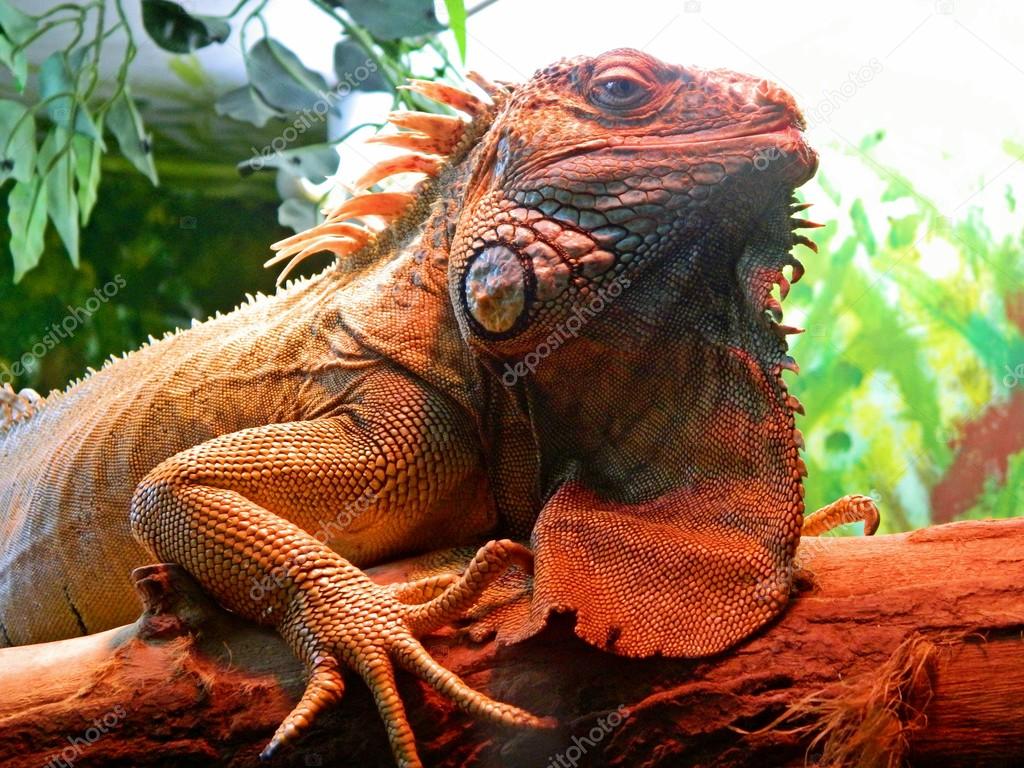 Closeup Portrait Of A Iguana. Riga zoological garden