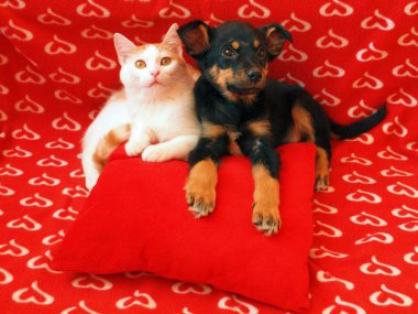 Kedi ve köpek: dostluk