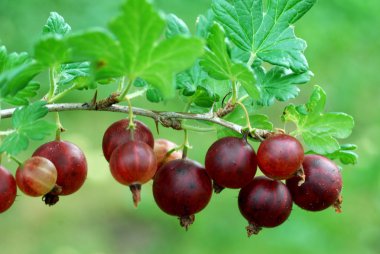 Red gooseberries hanging on a bush.  clipart