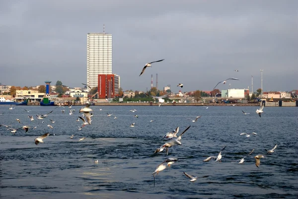 Weather on a Klaipeda port - autumn waves, wind and flying seagulls — Stock Photo, Image