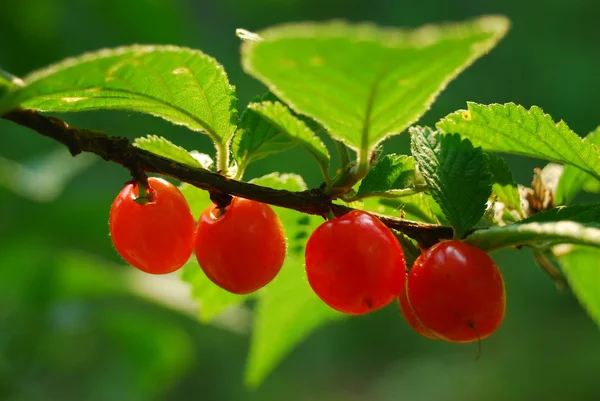 Red and sweet cherries on a branch just before harvest in early summer — Stock Photo, Image
