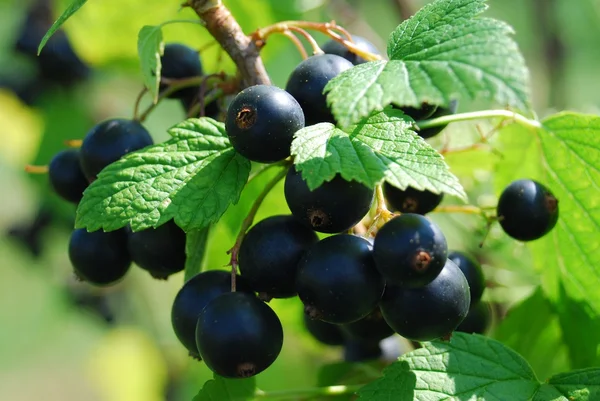 Close up to branch and hanging blackcurrants. Sunny summer day. — Stock Photo, Image