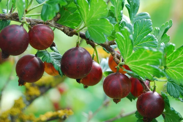 Kırmızı bektaşi bush üzerinde asılı. — Stok fotoğraf