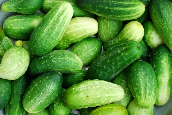 Fresh green cucumber collection outdoor macro — Stock Photo, Image