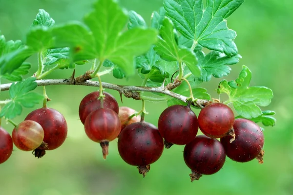 Kırmızı bektaşi bush üzerinde asılı. — Stok fotoğraf