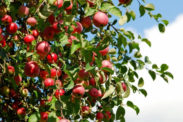 Juicy colorful apples on the tree — Stock Photo, Image