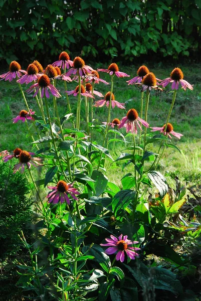 Rosa echinacea blommor på grön natur bakgrund — Stockfoto