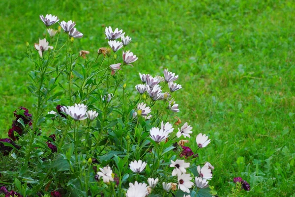 Witte en roze bloemen in de zomertuin — Stockfoto