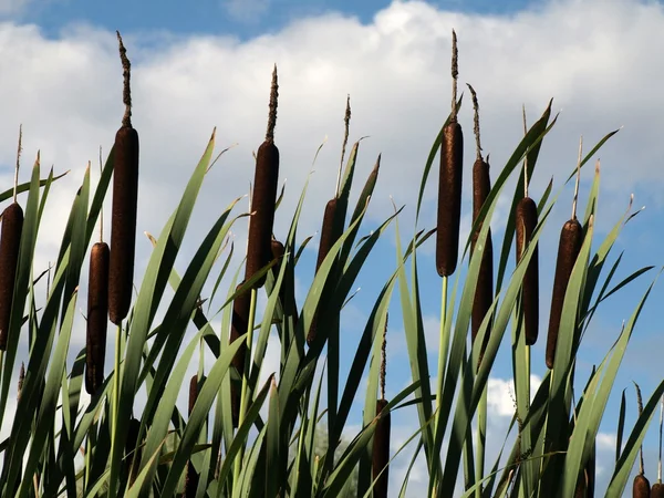 Cattails roste vedle malé vodní — Stock fotografie