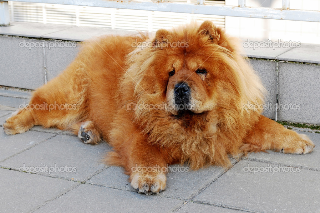 Chines chow chow dog
