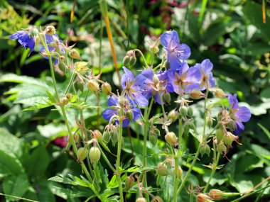 kernave alan çiçek