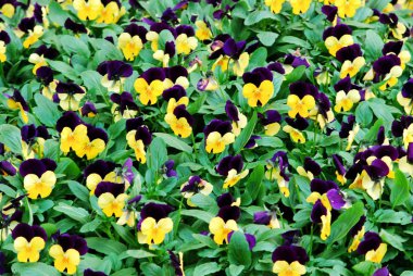 Floral background: lot of blue yellow pansies  clipart
