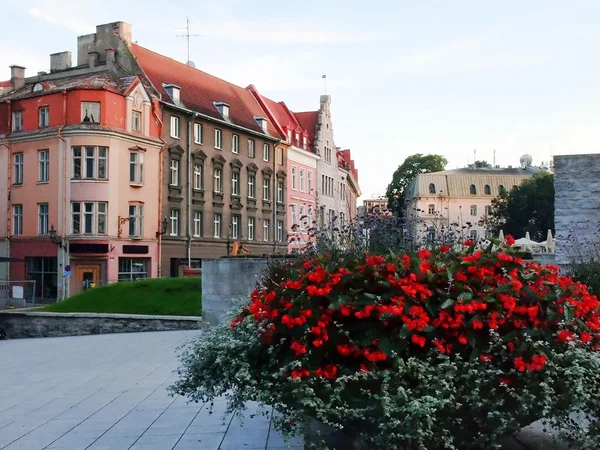 Blumen in der Stadt Tallinn — Stockfoto