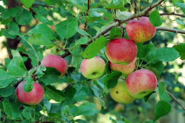 Red apples on apple tree — Stock Photo, Image