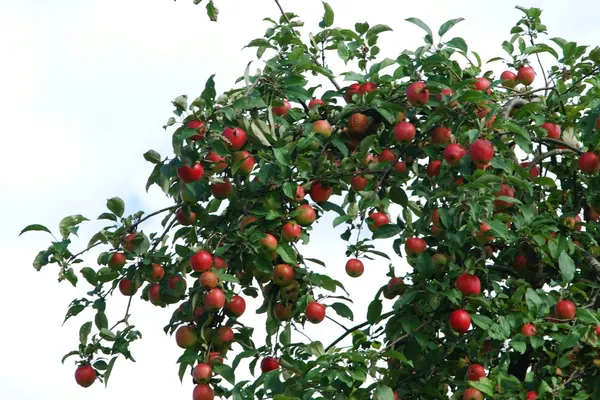 Saftige bunte Äpfel am Baum — Stockfoto