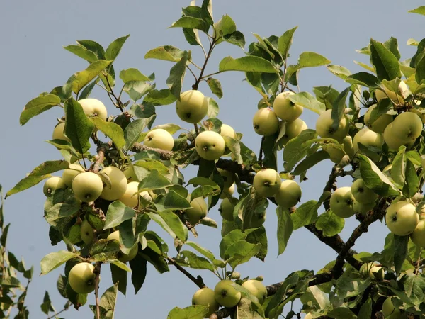 Echte grüne Äpfel an einem Zweig mit Blättern — Stockfoto