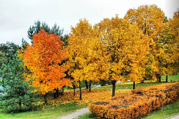 Schöne Bäume im Herbst in der Stadt — Stockfoto